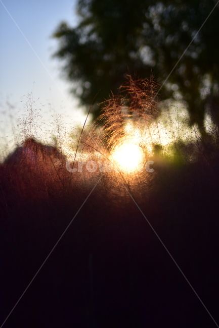 자연,풀,핑크뮬리,댑싸리,빛,노을,정원,가을,태양,배경,nature,감성,가을감성,색감,자연,풍경,nature,landscape,flare,플레어,light