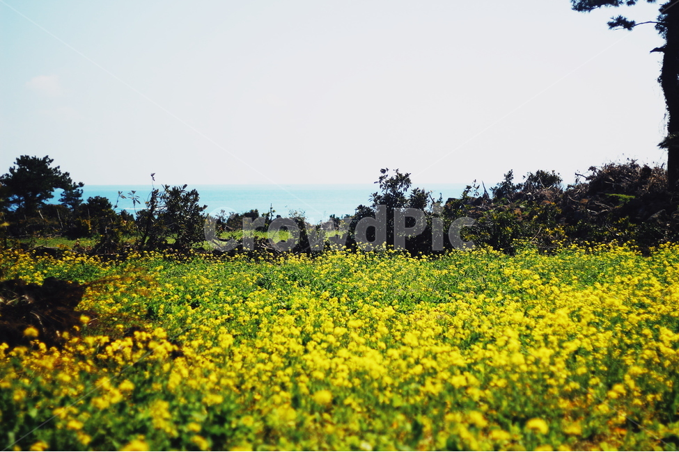 제주도,하늘,바다,유채꽃,꽃,돌담,나무,풀,감성,풍경,자연,봄,계절,spring,season,자연,풍경,nature,landscape,한국자연풍경,한국자연경관,korea nature landscape,제주도,jeju,jeju island,grassland,목초지,outdoors,옥외,field,들,rural,농촌,farm,농장,meadow
