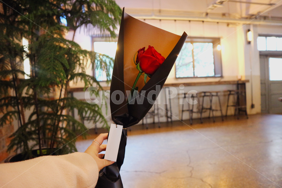 장미,고백,꽃,한송이,벽돌,손,rose,flower,꽃,flower,기념일,축하,anniversary,congratulation,celebrate,celebration