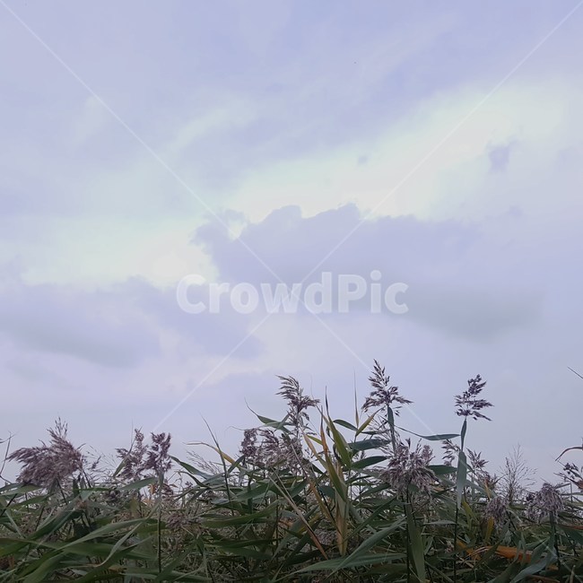 nature,자연,갈대,순천,습지,가을,풍경