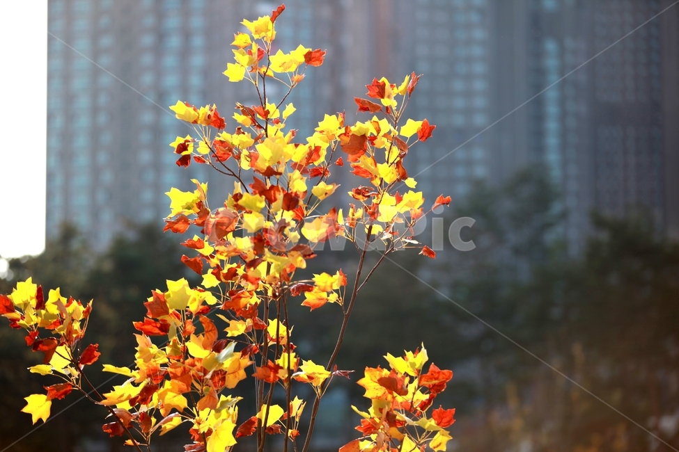 플라타나스,아파트,plant,식물,leaf,잎,tree,나무