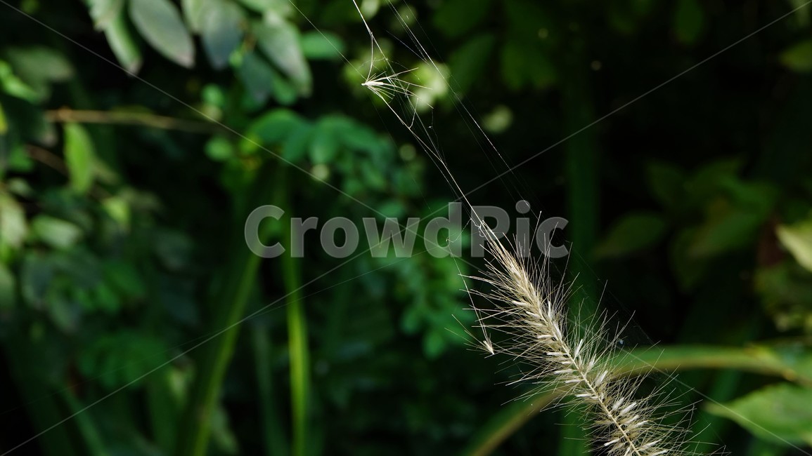 강아지풀,foxtail,가을,풀,자연,nature,autumn,plant,식물,식물,자연,plants,nature