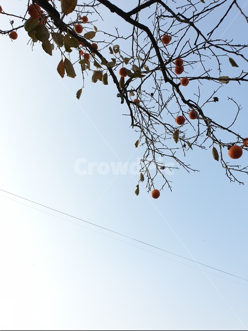 감나무,감,하늘,배경,풍경,추석,가을,과일,열매,fruit