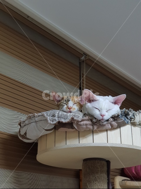 애묘,고양이,데본렉스,집고양이,희귀종