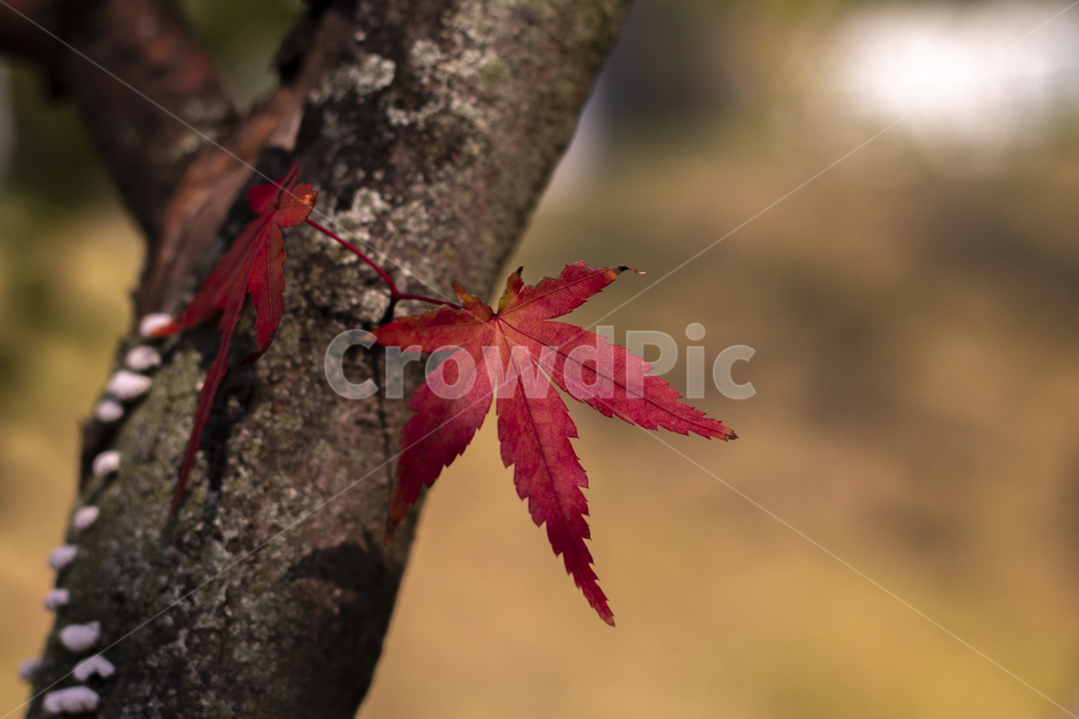 단풍잎,가을,단풍,나무,단풍나무,maple,가을,계절,fall,autumn,season,나무,trees,wood,plant,식물,leaf,잎,tree