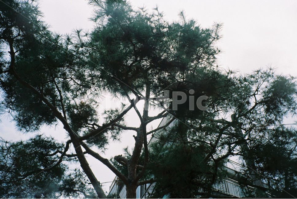 tree,나무,plant,식물,필름,필름카메라,자연,나무,trees,wood