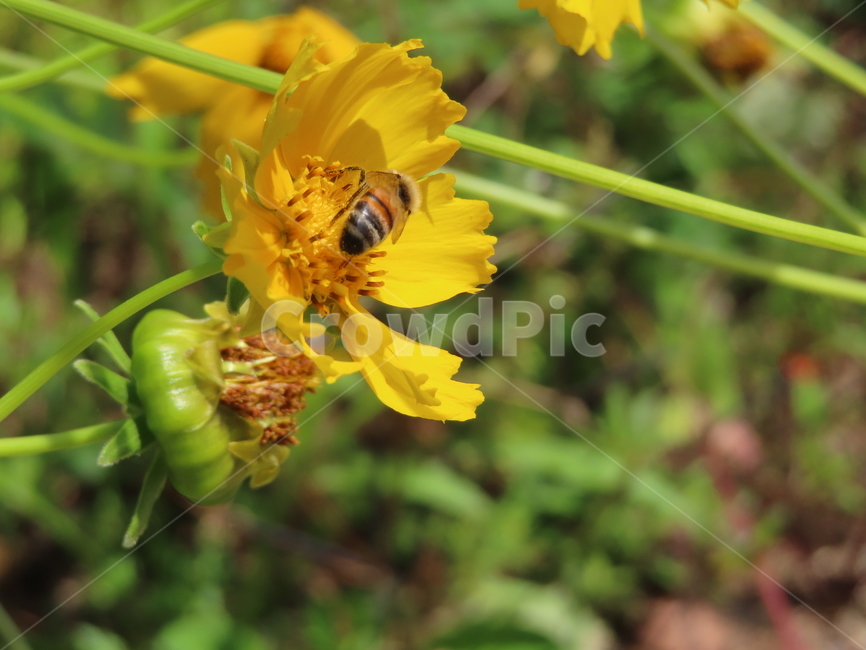노란색,노란꽃,꿀벌,아름다움,식물,벌레,날벌레,공원,yellow,yellowflowers,honeybees,beauty,plants,bugs,flyingworms,parks