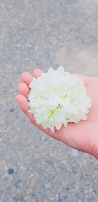 불두화,수국,꽃,자연물,색깔,흰색,손