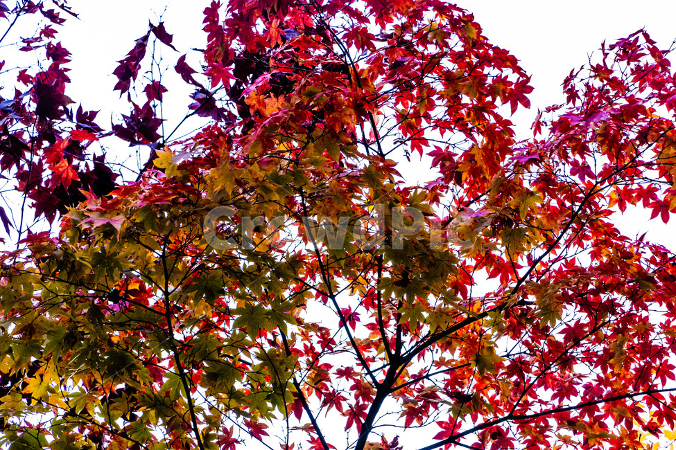 단풍,단풍나무,가을단풍,단풍잎,maple,foliage,가을,계절,fall,autumn,season,leaf,잎,plant,식물,tree,나무
