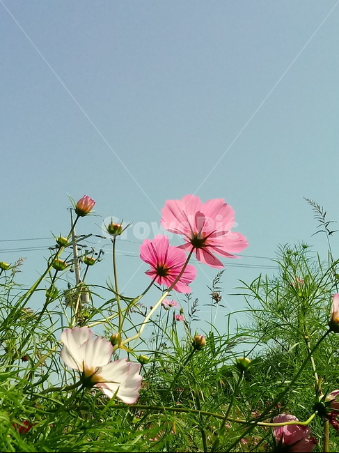 코스모스,꽃,plant,flower,commoncosmos,길국화,꽃잎,가을꽃,식물,자연,plants,nature,꽃,flower