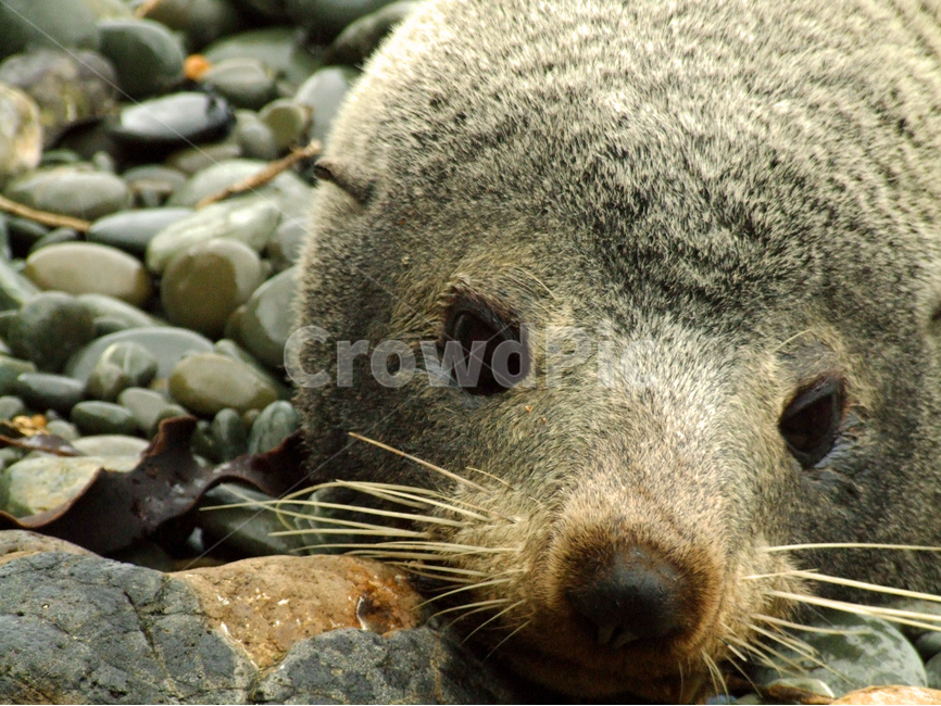 바닷가,물개,물범,포유류,동물,조약돌,해변,해변가,sea,ocean,beach,seal,mammal,animal,pebble,pebbles,동물사진,풍경,배경,배경사진,풍경사진,감성사진,평화로운,분위기,차분한,차분함,평화로움,scene,view,ambience,atmosphere,calm,peaceful,tranquil,still,background,동물,animal,포유류,mammal