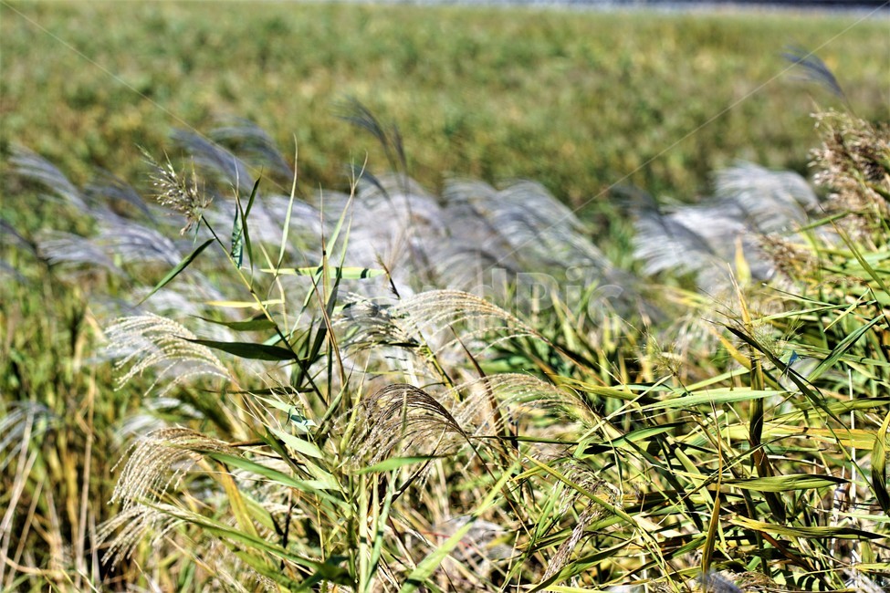 가을,갈대,억새,자연,식물,nature,fall,autumn,가을,계절,fall,autumn,season,grass,잔디,plant,vegetation,초목