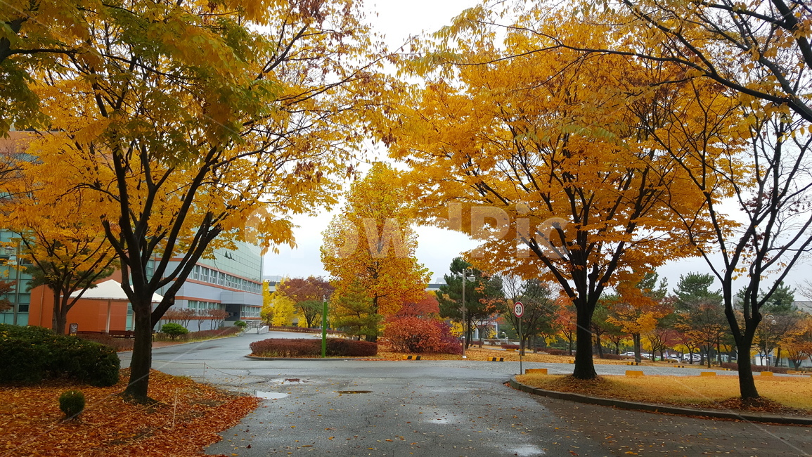 가을,단풍,낙엽,autumn,maple,fall,가을,계절,fall,autumn,season,tree,나무,plant,식물