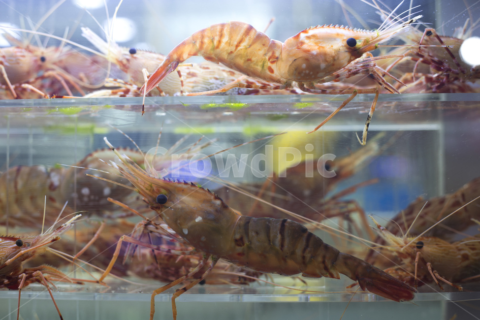 새우,꽃새우,해산물,수산물,해물,독도새우,갑각류,회,수조,수족관,동물,animal