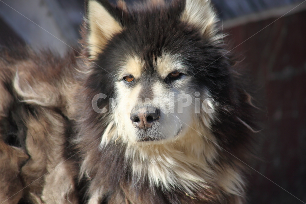 시베리안허스키,개,동물,포유류,siberianhusky,동물,animal,포유류,mammal,개,강아지,dog,doggy