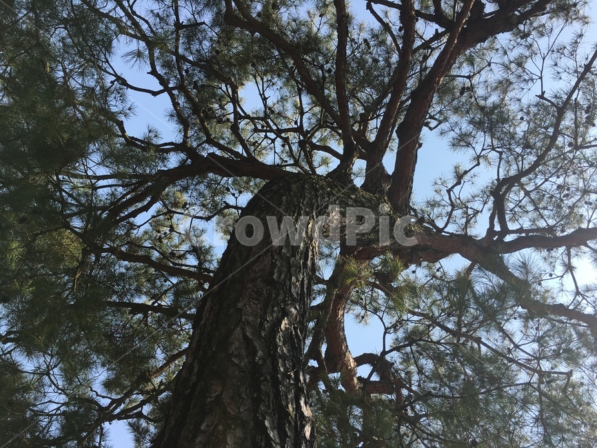 tree,나무,나무줄기,plant,식물,자연,nature,식물,자연,plants,nature,나무,trees,wood