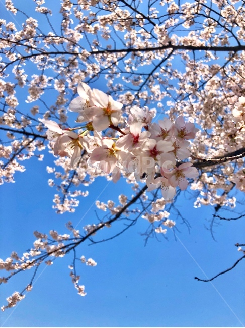 plant,식물,blossom,flower,꽃,벚꽃