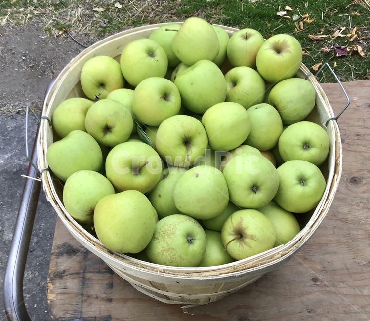 자연,nature,korea,canada,usa,fruit,niagara,niagarafall,niagarafalls