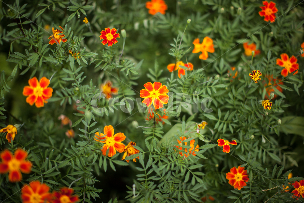 plant,식물,꽃,자연,초록빛,주홍빛,풀꽃,화단,식물,자연,plants,nature,꽃,flower