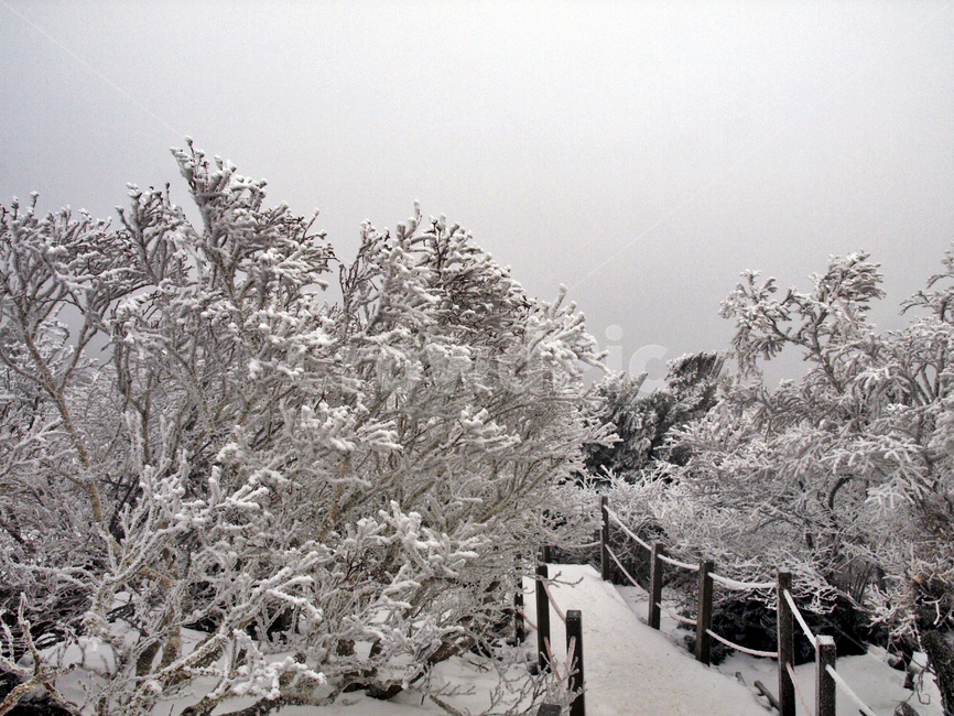 한라산,설화,눈꽃,눈,겨울,풍경,설원,설경,산,자연,제주도,겨울,계절,winter,season,제주도,jeju,jeju island,ice,얼음,outdoors,옥외,nature,plant,식물,tree,나무