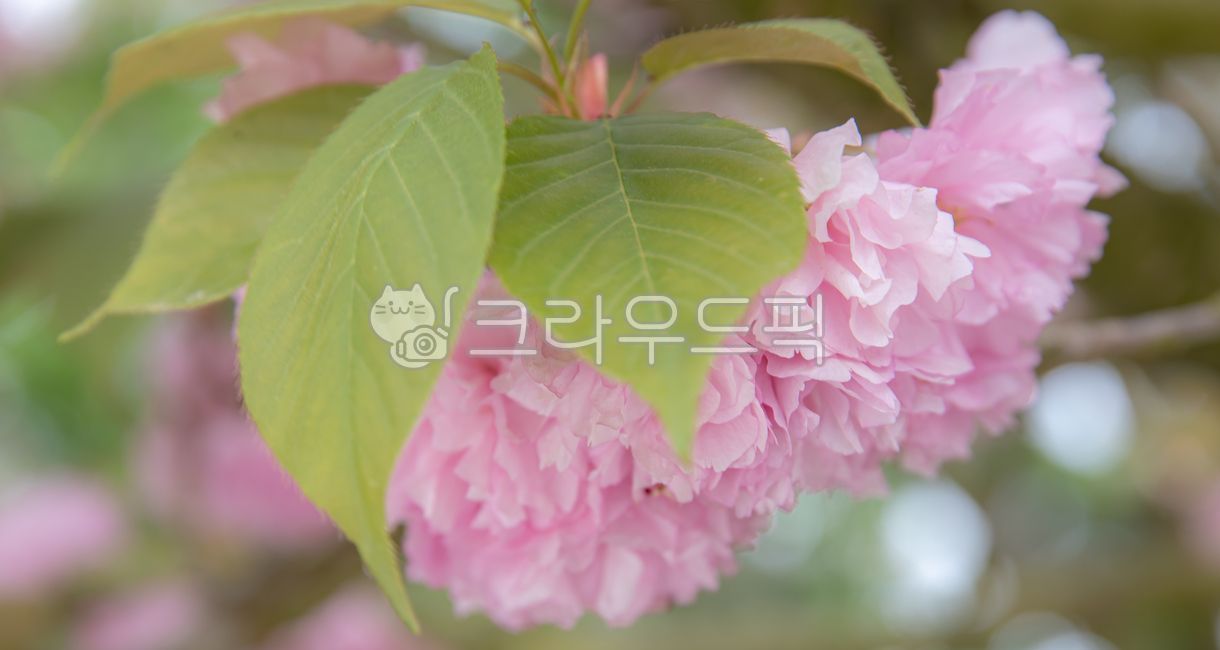 cherry blossoms,double cherry blossoms,pink flowers,flowers,pansy