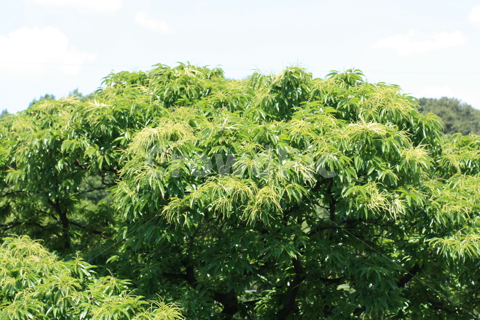 plant,식물,단풍,leaf,잎,tree,나무,밤나무
