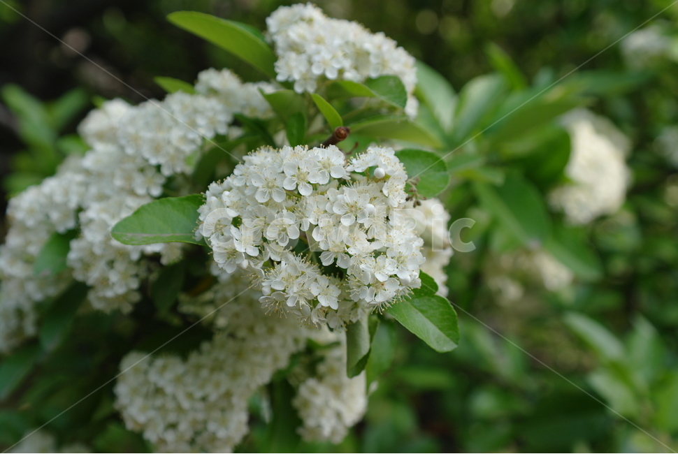 꽃,자연,flower,white,spring