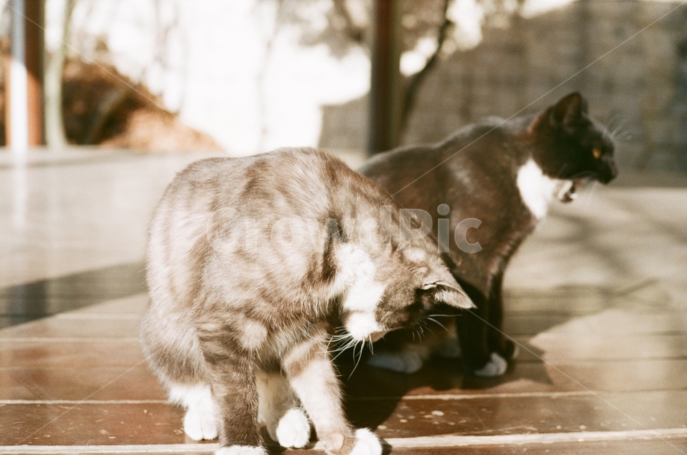 고양이,필름사진,햇살,나른함,오전,여유,아침,동물,animal,포유류,mammal,고양이,cat,kitten,kitty