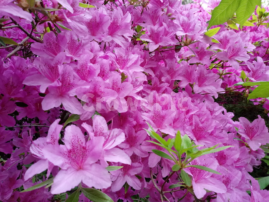철쭉,smilerosebay,진달래과,식물,봄꽃,개꽃나무,springseasonflower,척촉화,낙엽관목,관상용