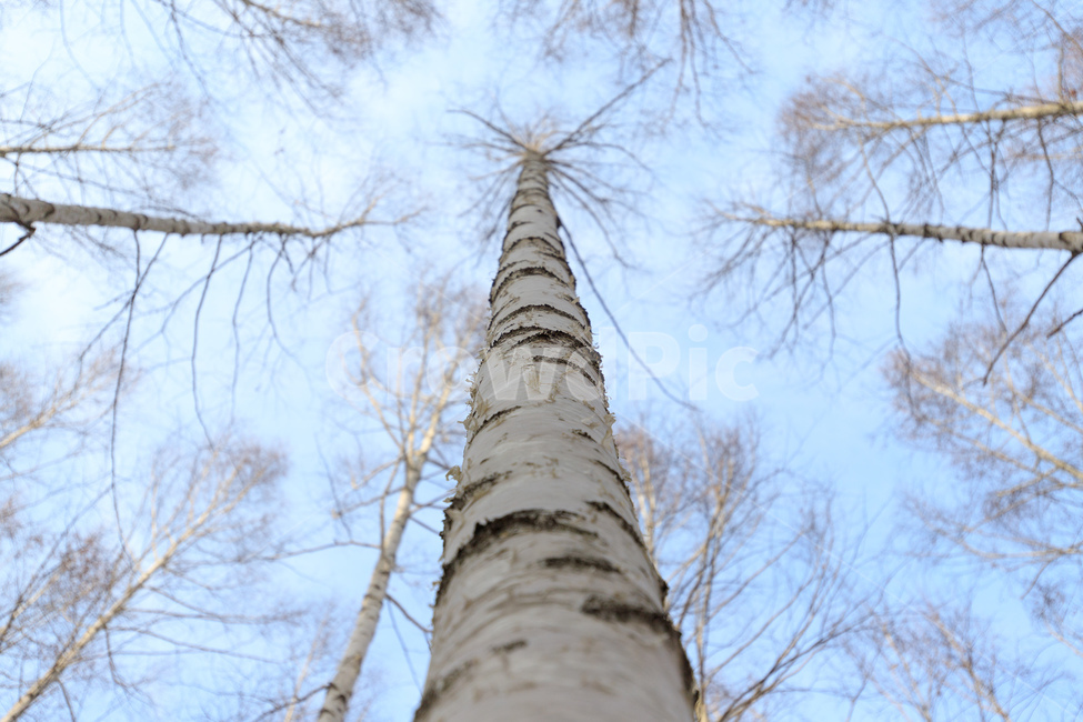 자작나무,나무,tree,식물,plant,자작나무숲,하늘,sky,식물,자연,plants,nature,나무,trees,wood
