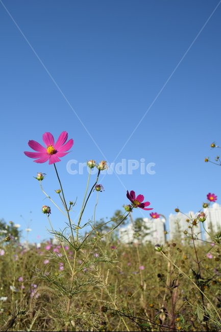 코스모스,꽃,풀,군락지,코스모스군락,자연,풍경,풍경사진,꽃사진,cosmos,flower,grass,nature,apartment,landscape,아파트,가을,계절,fall,autumn,season,식물,자연,plants,nature,꽃,flower,plant
