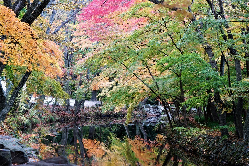 가을,단풍,낙엽,나무,자연,식물,풍경,자연풍경,감성,계곡물,그림자,노란색,초록색,빨간색,trees,nature,autumn,yellow,green,red,가을,계절,fall,autumn,season,자연,풍경,nature,landscape,tree,plant