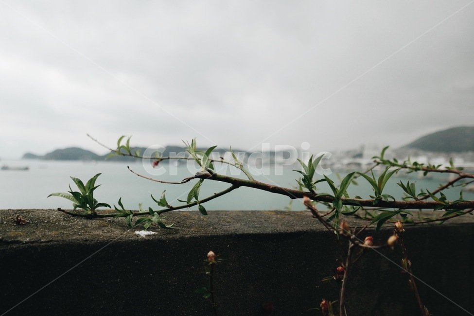 꽃,자연,풍경,식물,바다,꽃봉오리,plants,nature,식물,자연,plants,nature,꽃,flower
