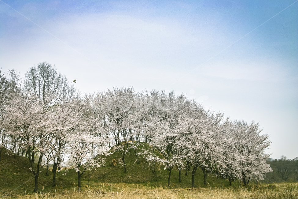 벚꽃,반월성,하늘,풍경,언덕,cherryblossoms,fullblowncherryblossoms,난만함,봄,계절,spring,season,자연,풍경,nature,landscape,outdoors,옥외,ice,빙