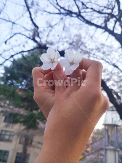 벚꽃,커플손,커플,벚꽃놀이,손,벚꽃손,봄,꽃놀이