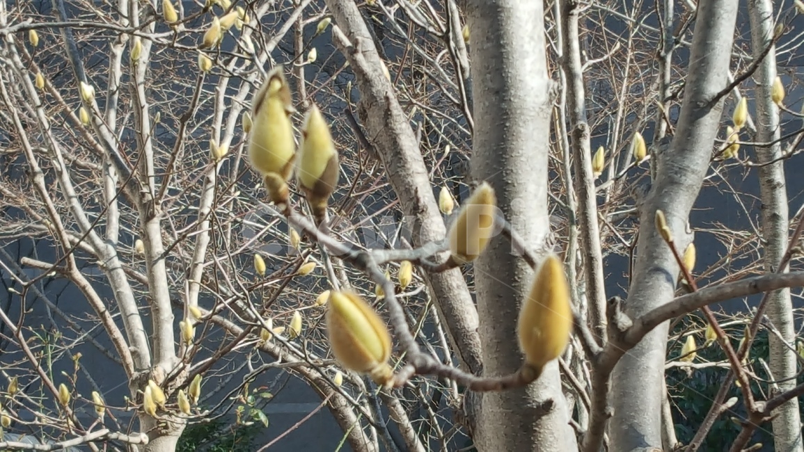 목련,branch,bud,sprout,magnolia,식물,꽃,나무,매화,나무가지,매실나무,plant,japaneseapricottree,plum,japaneseapricot,flower,blossom,tree,japaneseapricotflower,japaneseapricotblossom,umeflower,ume,umeblossom