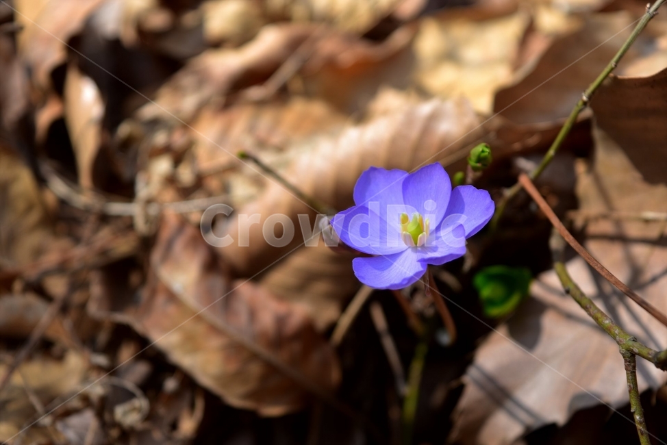깽깽이풀,야생화,꽃,생태,식물,자연,들꽃,산꽃,봄,감성,힐링,플라워,계절,시즌,wild,Flower,plants,nature,spring,season,배경,풀,초본,보라색,식물,자연,plants,nature,꽃,flower