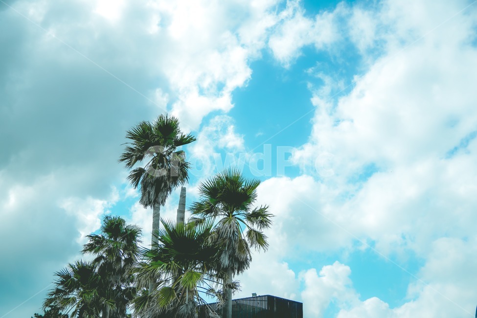 여름,구름,하늘,sky,풍경,tree,나무,arecaceae,식물,plant,야자수,palmtree,outdoors,옥외,jeju,jejudo,제주도