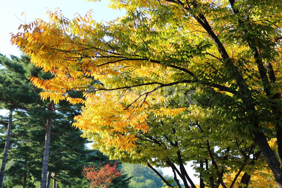 나무,단풍,식물,자연,가을,느티나무,가을,계절,fall,autumn,season,tree,plant,maple,leaf,잎