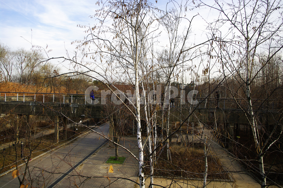 겨울,나무,공원,식물,plant,자연,풍경,nature,landscape,tree