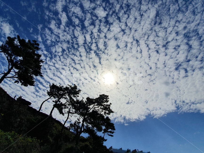 nature,자연,outdoors,옥외,sky,하늘,나무,구름,파란색,역광