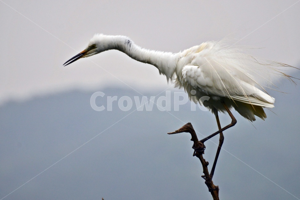 전북,임실,백로,bird,새,animal,동물,waterfowl,물새,ardeidae,heron,헤론,egre,t백로,왜가리,동물,animal,조류,새,birds