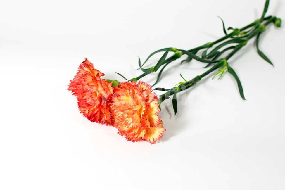 카네이션,carnation,꽃,어버이날,스승의날,가정의달,가족,기념일,축하,감사,이벤트,사랑,식물,시즌,스튜디오촬영,클로즈업,closeup,흰색배경,누끼,주황색,꽃,flower,가족,패밀리,family,기념일,축하,anniversary,congratulation,celebrate,celebration,교육,학교,공부,education,learning,study,school