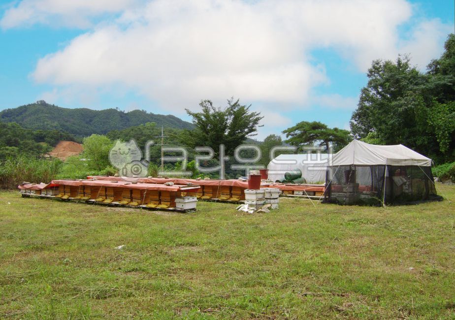 tent,Raising bees,nature,honey,apiary