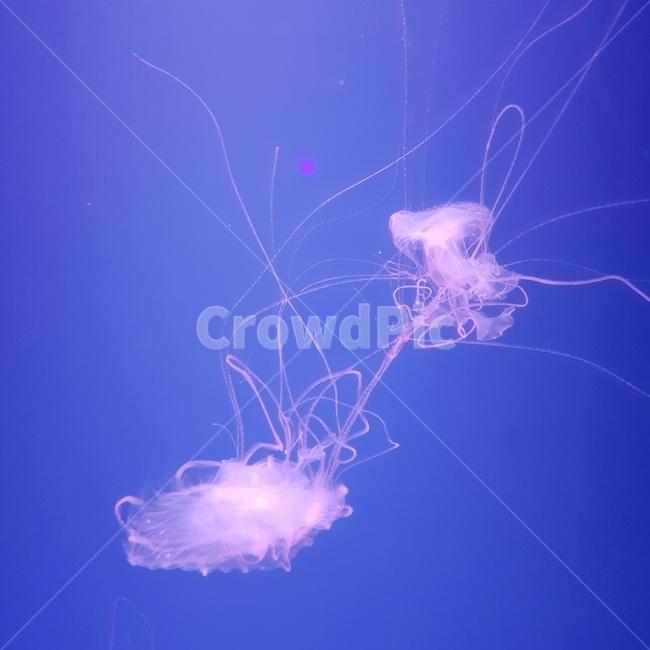 해파리,바다,심해,감성,독특함,빛,동물,해양생물,몽환적인,바다생물,seacreature,feeling,color,동물,animal