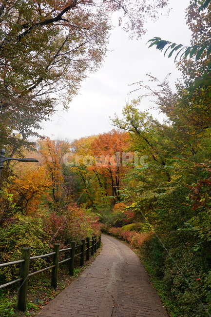 자연,가을,공기,단풍,힐링,등산,가을,계절,fall,autumn,season,tree,나무,plant,식물