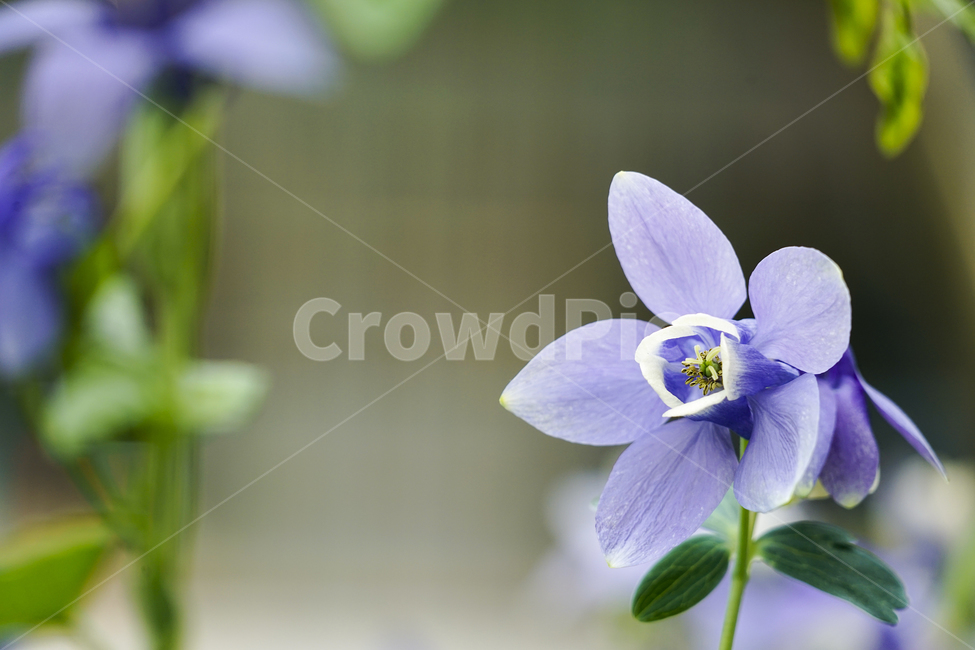 꽃,flower,plant,식물,매발톱꽃,columbine,식물,자연,plants,nature