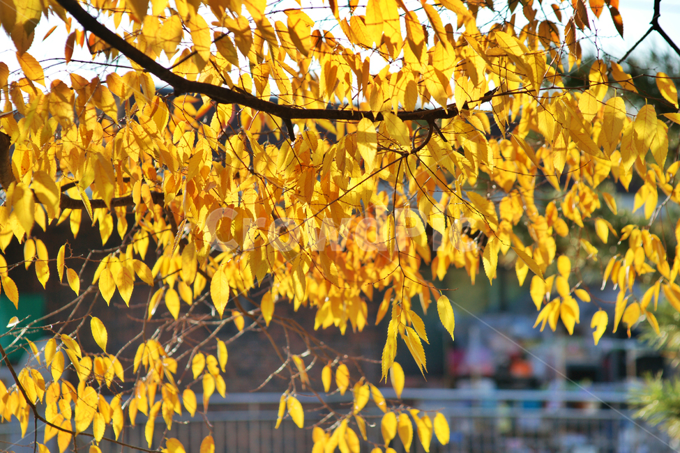낙엽,가을,잎,노란색,자연,잎새,가을,계절,fall,autumn,season,plant,식물,leaf