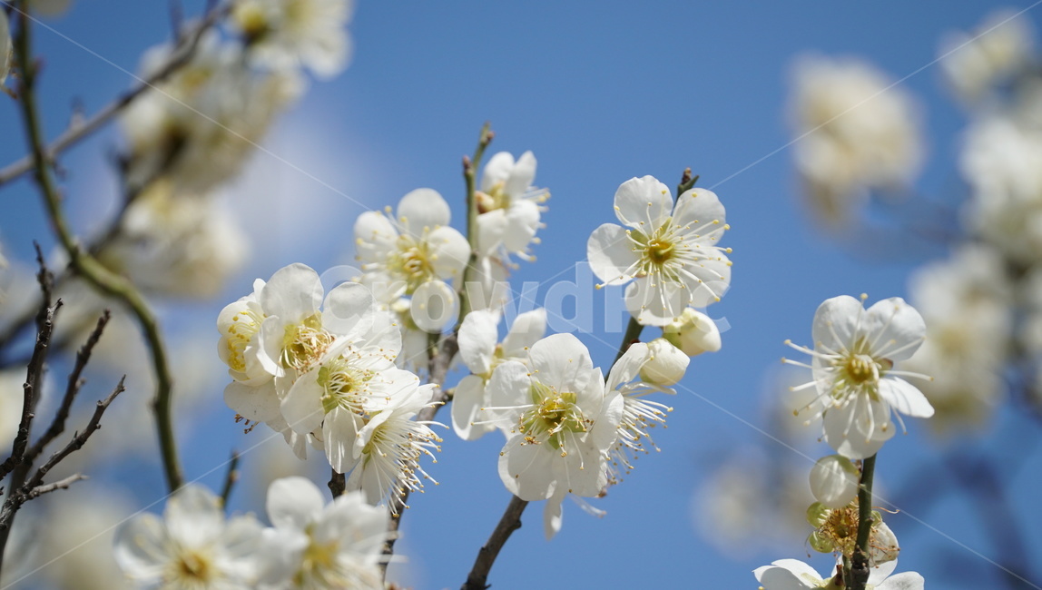 봄,꽃,벚꽃,하늘,나무,구름,봄,계절,spring,season,식물,자연,plants,nature,꽃,flower,plant