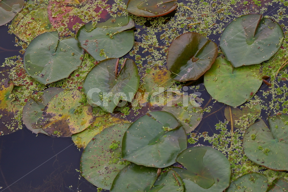 연못,초록,클로즈업,접사,plant,식물,식물,자연,plants,nature